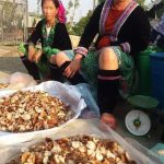 Nấm Hương rừng Tây Bắc